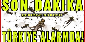 Türkiye alarmda! Çin değil Türkiye'de çekirge sürüsü istilası geliyor! Türkiye'de son durum. 2020 kıyamet alametleri Türkiye. Allah'ın ordusu! Çekirge istilası