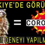 Son dakika Rakun köpeği Türkiye'de Görüldü! Virüs Kaynağı Rakun Köpeği mi? Rakunlara Zombi deneyi yapılmıştı! Rakunlar Türkiye'ye Virüsü mü Getirdi?
