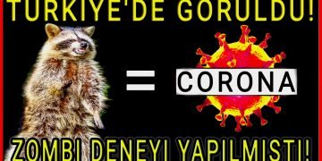 Son dakika Rakun köpeği Türkiye'de Görüldü! Virüs Kaynağı Rakun Köpeği mi? Rakunlara Zombi deneyi yapılmıştı! Rakunlar Türkiye'ye Virüsü mü Getirdi?