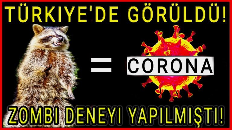 Son dakika Rakun köpeği Türkiye'de Görüldü! Virüs Kaynağı Rakun Köpeği mi? Rakunlara Zombi deneyi yapılmıştı! Rakunlar Türkiye'ye Virüsü mü Getirdi?