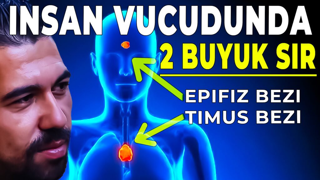Timüs bezi Epifiz Bezi Aktivasyonu ve Nasıl Çalışılır timüs Evde nasıl yapılır