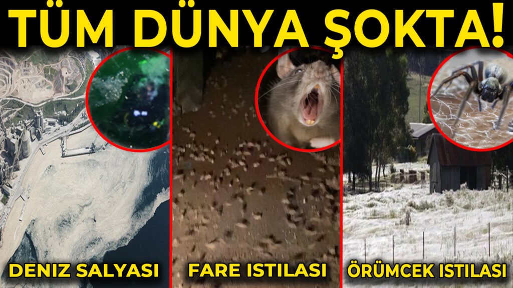 Marmara-Deniz-Salyasi-Avustralyada-Fare-ve-Orumcek-istilasi