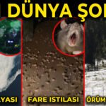 Marmara-Deniz-Salyasi-Avustralyada-Fare-ve-Orumcek-istilasi